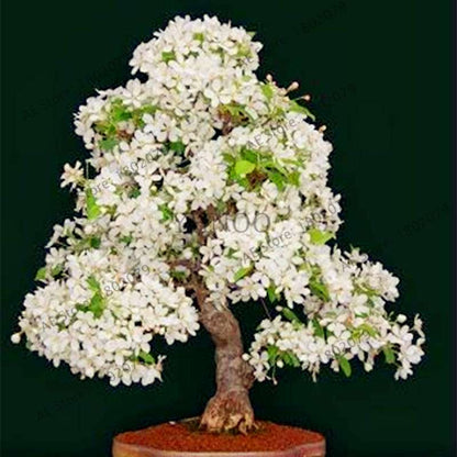 Japanese Sakura Seeds - Grow Beautiful Cherry Blossom Bonsai Trees for Garden & Pots | Fast Blooming