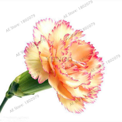 Rare Carnation Seeds - Dianthus Caryophyllus, Potted Bonsai Flower Seeds for Mother's Day, Home Garden Planting