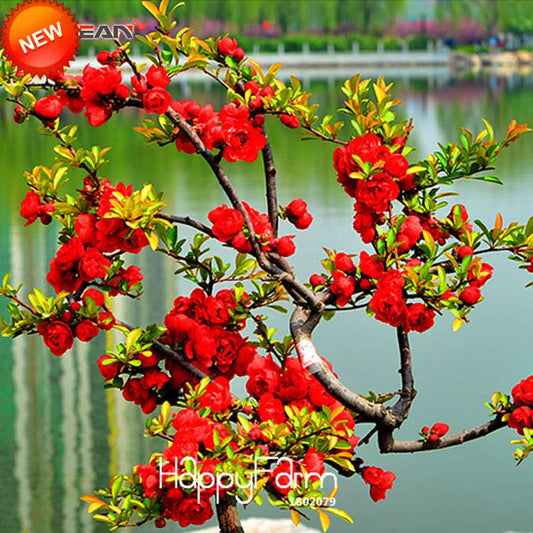 Red Begonia Flower Seeds - True Malus Spectabilis for Potted Bonsai | Premium Quality