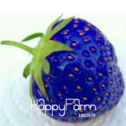 Blue Climbing Strawberry Tree Seeds - Rare Fruit Seeds for Home Garden & Bonsai Planting