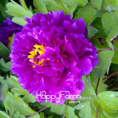 Black Purple Peony Seeds - Exotic Potted Bonsai Plant for Home Garden, Easy to Grow Flower Seeds