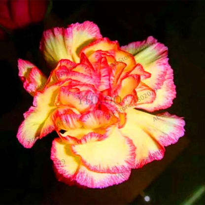 Rare Carnation Seeds - Dianthus Caryophyllus, Potted Bonsai Flower Seeds for Mother's Day, Home Garden Planting