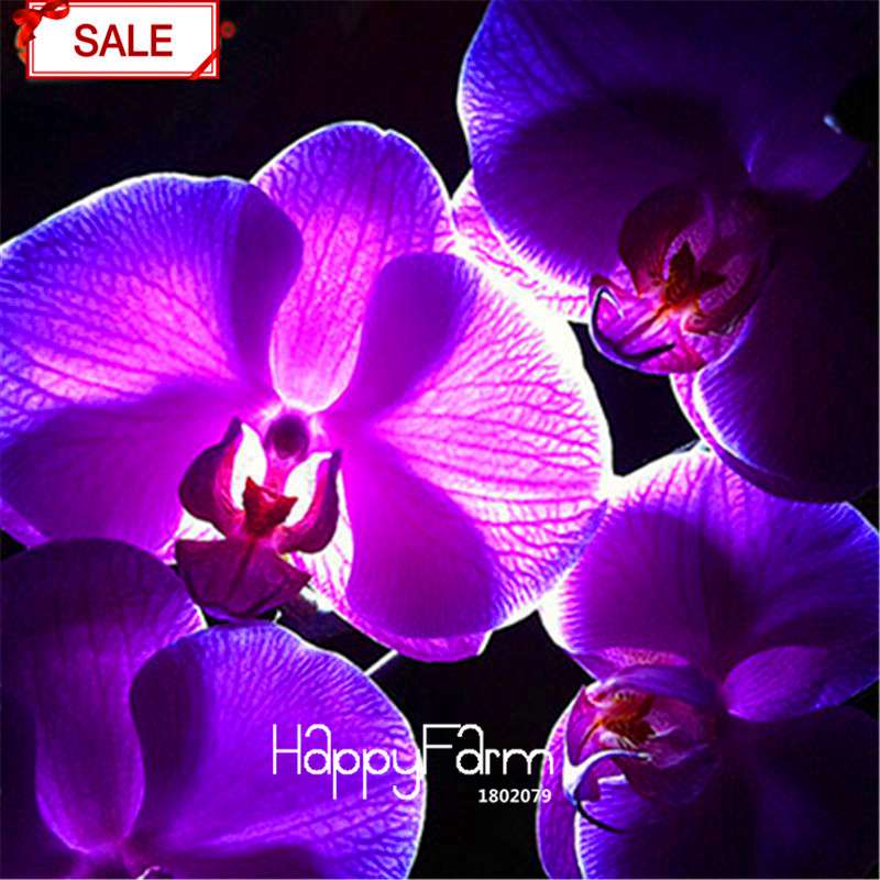 Phalaenopsis Orchid Seeds - 9 Stunning Varieties, Perennial Potted Flowers for Home & Garden