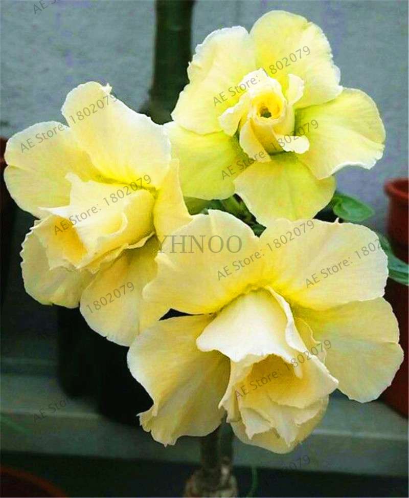 Double Petal Daffodil Bonsai Seeds - Aquatic Plant Seeds for Home Garden Planting
