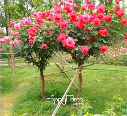 Rare Rosa Chinensis Seeds - Fresh Dendroidal Rose Tree Seeds for Planting, Exotic Flower Garden