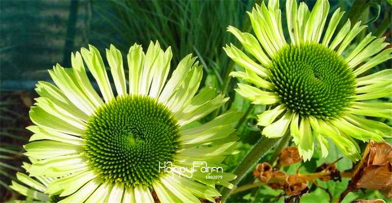 Echinacea Green Jewel Seeds - Rare Green Coneflower for Garden & Indoor Planting