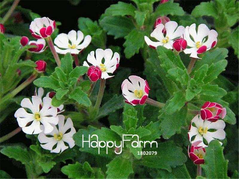 Night Blooming Phlox Seeds - Bonsai, Home Gardening, Flower Pots, Balcony Plants - Premium Quality