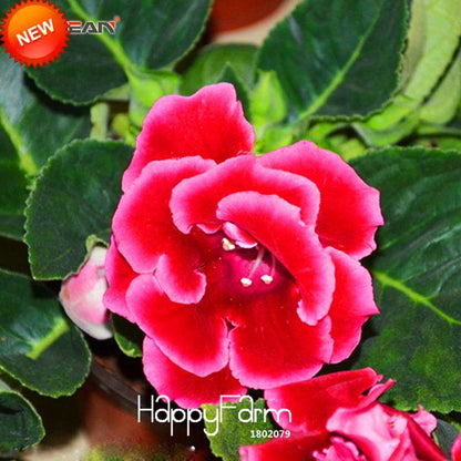 Red Gloxinia Seeds - Perennial Sinningia Speciosa for Bonsai, Balcony & Home Garden - Easy-Grow Flowers