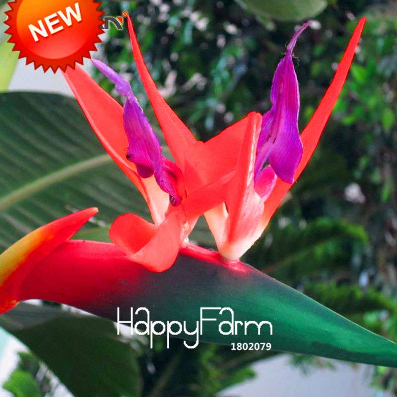 Bird of Paradise Seeds (Strelitzia) - | Exotic Perennial Flower Seeds for Garden