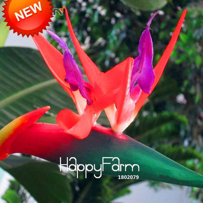 Bird of Paradise Seeds (Strelitzia) - | Exotic Perennial Flower Seeds for Garden