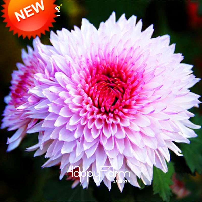 Pink & White Chrysanthemum Seeds - DIY Home Gardening, Easy-Grow Morifolium Flower Seeds