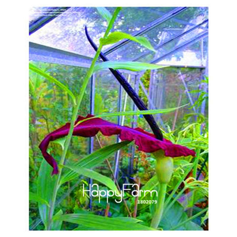 Giant Voodoo Lily Seeds - Exotic Potted Bonsai Plant for Garden & Courtyard | Fast US Shipping