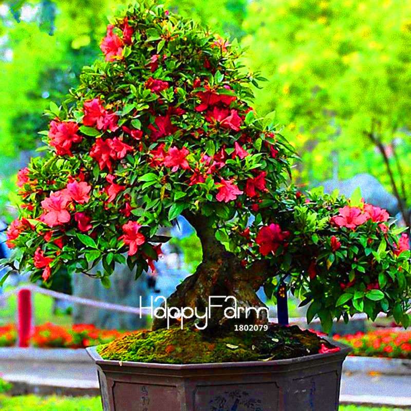 Azalea Flower Seeds - Vibrant Indoor Bonsai Plants for Home & Garden | Easy to Grow