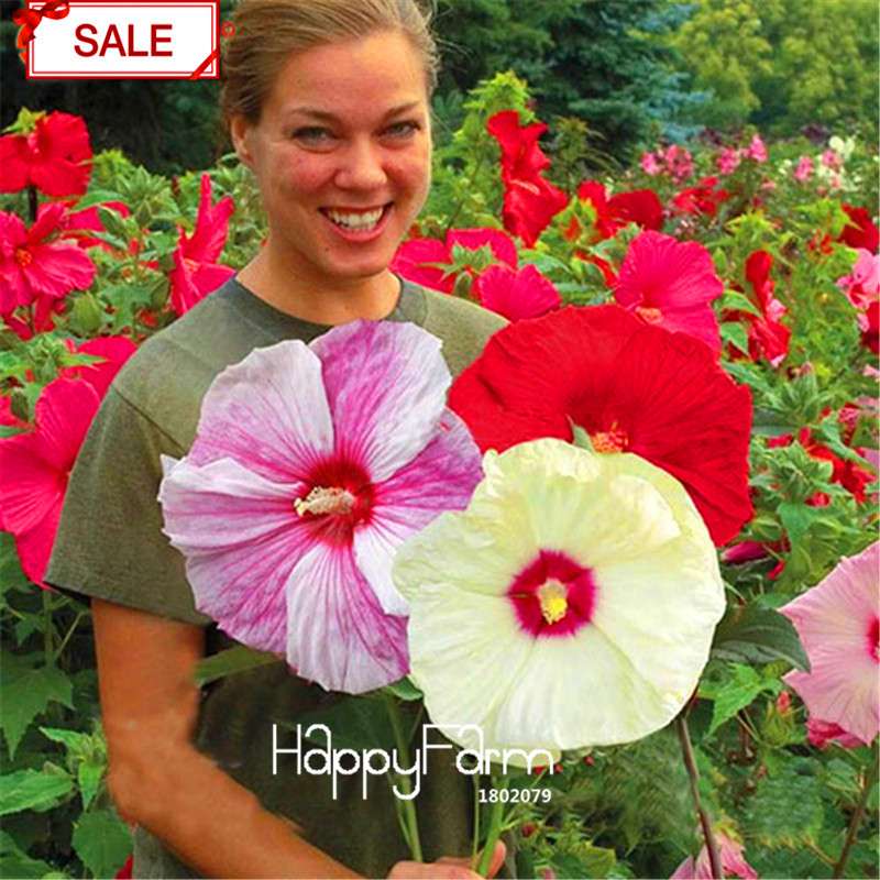 Red Giant Hibiscus Seeds - for Planting, DIY Home Garden Bonsai, Vibrant Blooming Flowers