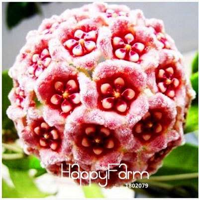Buy Hoya Carnosa Seeds - for Home Garden, Potted Flower Seeds, Easy to Grow