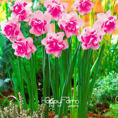 Double Petal Pink Daffodil Bonsai Seeds - Aquatic Plant Seeds for Home Garden