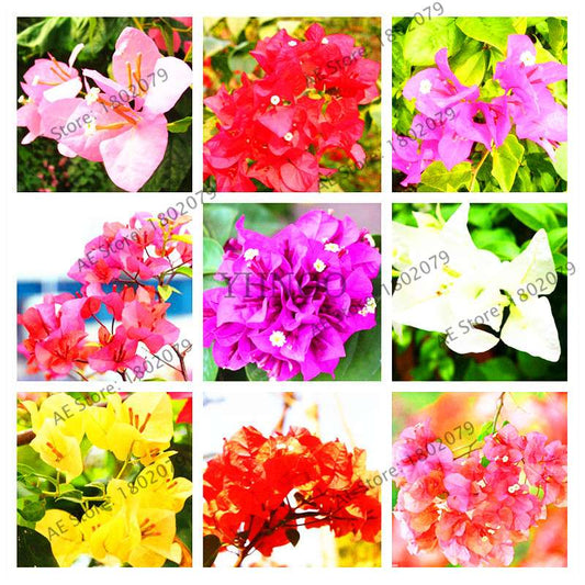 Bougainvillea Bonsai Seeds - Vibrant Flowering Plant for Home & Garden | Fast-Growing, Easy Care
