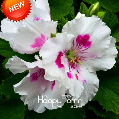 White & Purple Geranium Seeds Perennial Flower - Pelargonium Peltatum for Garden Planting