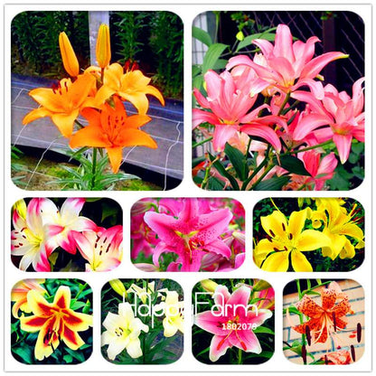 Lily Flower Seeds - Easy to Grow Bonsai Plants for Home & Garden | Fast Blooming
