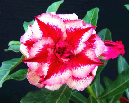 Exotic Mixed Colors Desert Rose Seeds - Fire Red Heart Bonsai, for Home Garden