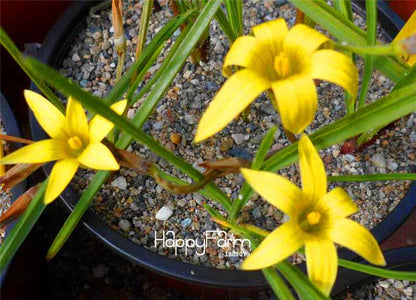Romulea Flower Seeds - Rare, Fresh & Beautiful for Home Garden Planting