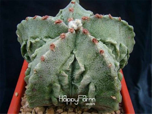 Rare Ball Cactus Seeds - Succulent Plant, Bonsai & Celestial Flower for Pots | Fast-Growing Flores