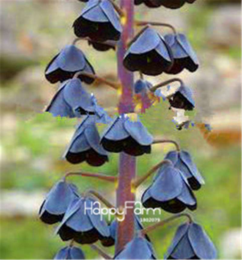 Fritillaria Foxglove Seeds - Potted Bonsai Garden Kit for DIY Home Planting | Premium Quality