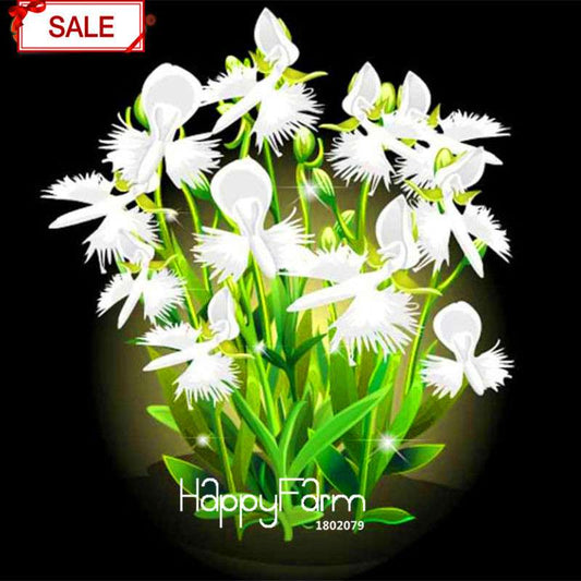 Egret Flower Seeds - Perennial Blooming Potted Plants for Home & Garden