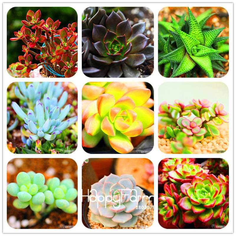 99 Varieties Lithops Seeds - Succulent & Bonsai Plants for Office, Home Garden - Easy to Grow