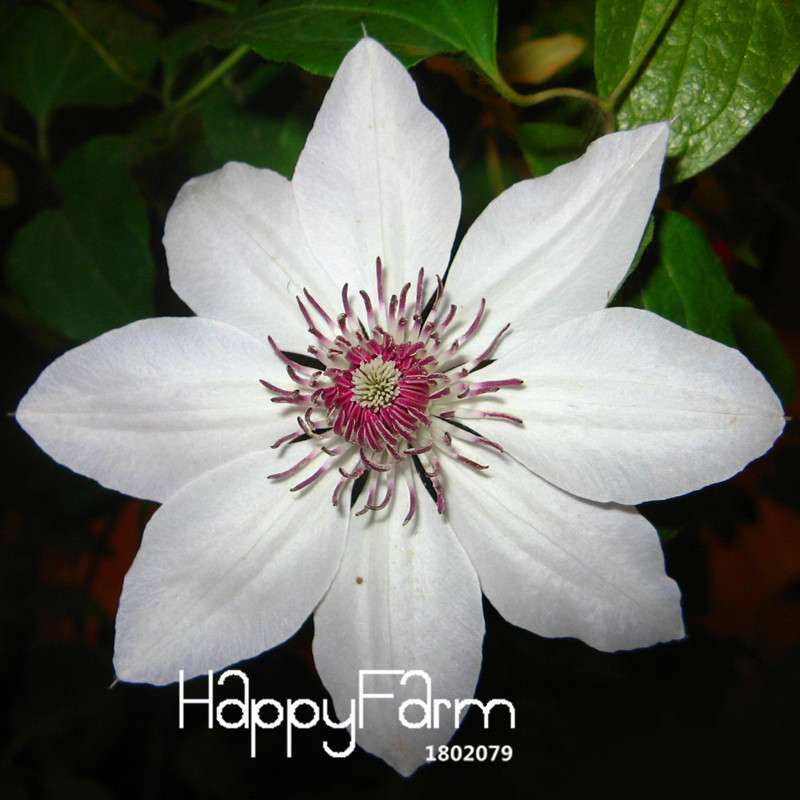 Premium Clematis Florida Seeds - for Bonsai & Home Garden | Easy-Grow DIY Flower Seeds