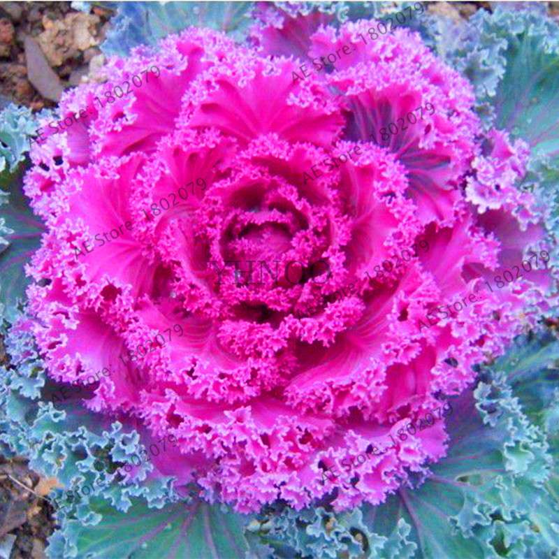 Organic Cabbage Flower Kale Seeds - Edible, Delicious & Ornamental Plants for Home Garden & Bonsai