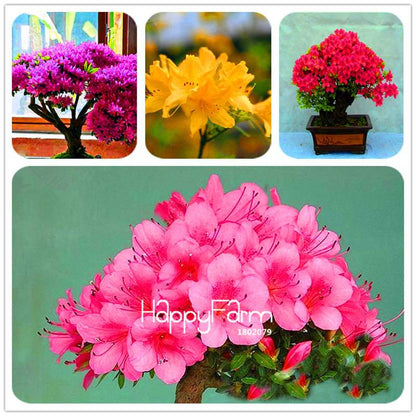Azalea Flower Seeds - Vibrant Indoor Bonsai Plants for Home & Garden | Easy to Grow