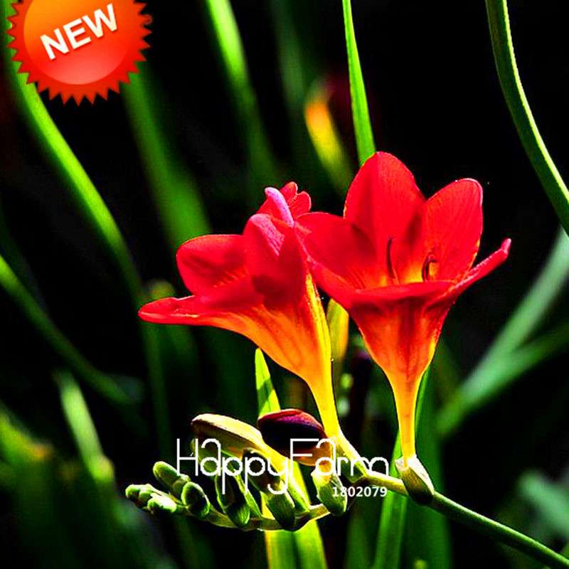 Red Freesia Seeds - Vibrant Potted Orchid Flowers for Home Garden Planting (USA Shipping)