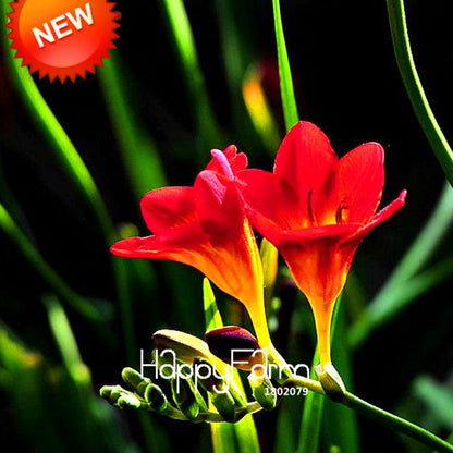 Red Freesia Seeds - Vibrant Potted Orchid Flowers for Home Garden Planting (USA Shipping)