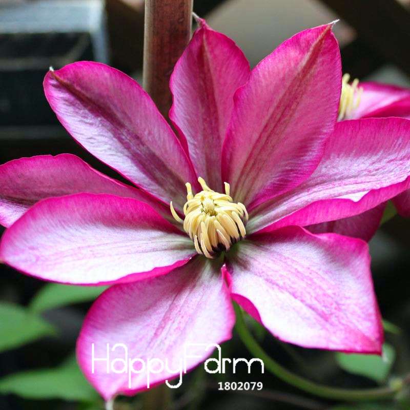 Red Clematis Seeds - Beautiful Climbing Flowers for Patio & Garden Planting | Fast-Growing Potted Plant Seeds