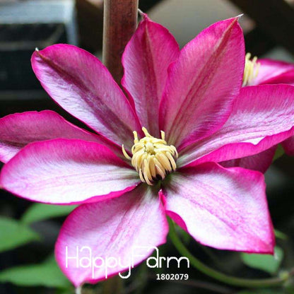 Red Clematis Seeds - Beautiful Climbing Flowers for Patio & Garden Planting | Fast-Growing Potted Plant Seeds