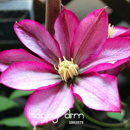 Red Clematis Seeds - Beautiful Climbing Flowers for Patio & Garden Planting | Fast-Growing Potted Plant Seeds