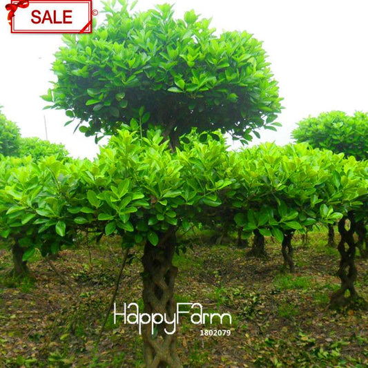 Boxwood Bonsai Seeds - Grow Purifying Air Boxtree Plants, Real Potted Seeds for Home & Garden