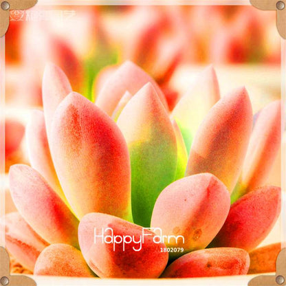 Rare Succulents Seeds - 99 Varieties, Lithops & Bonsai Plants for Office & Home