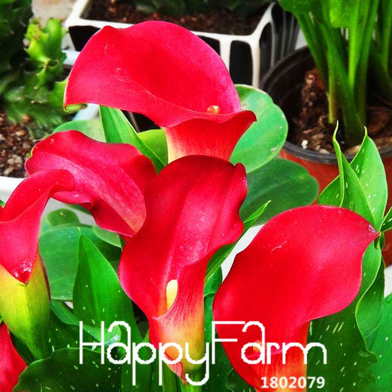 Red Calla Lily Seeds - Exotic Balcony & Patio Flower Seeds for Potted Bonsai | Fast-Growing Aethiopica