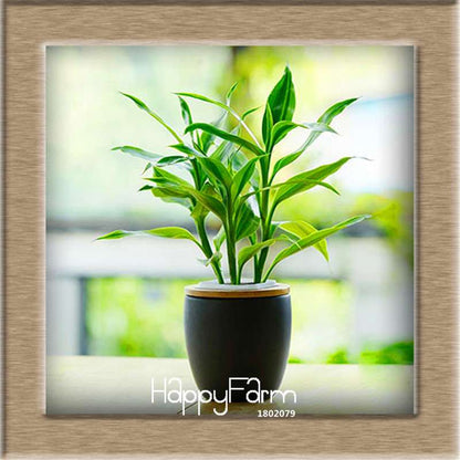 6 Types Lucky Bamboo Seeds - 95% Germination, Dracaena Variety for Home & Garden