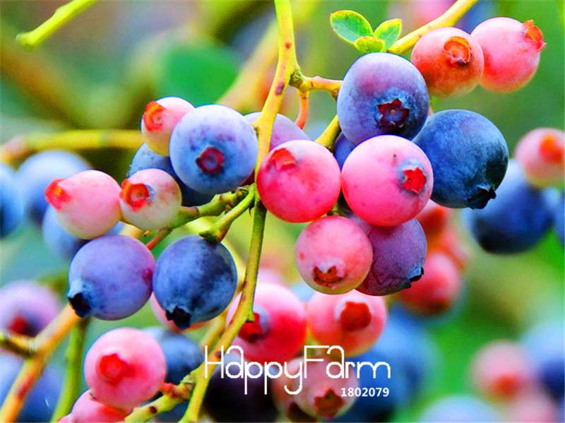 Blueberry Seeds for Planting - Colorful Pink & Blue Fruit, DIY Potted Bonsai Tree Kit - Non-GMO Home Garden