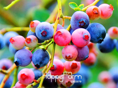 Blueberry Seeds for Planting - Colorful Pink & Blue Fruit, DIY Potted Bonsai Tree Kit - Non-GMO Home Garden