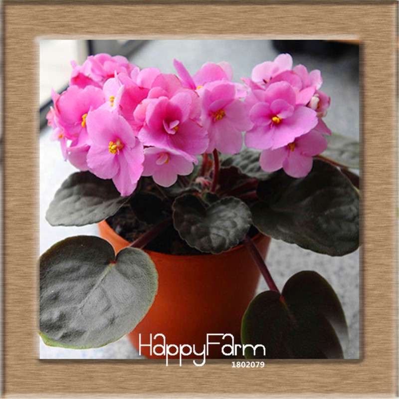 Colorful Violet Seeds for Garden - Perennial Matthiola Incana Flower Seeds