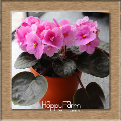 Colorful Violet Seeds for Garden - Perennial Matthiola Incana Flower Seeds