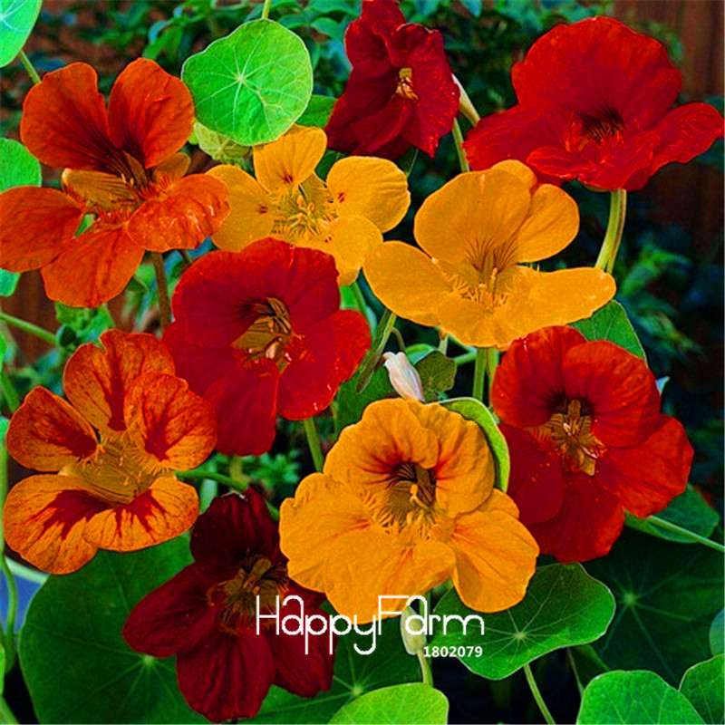 Fresh Tropaeolum Majus Nasturtium Seeds - Easy to Grow, Vibrant Flowers for Garden Planting (Fast Shipping)