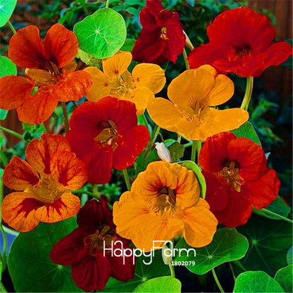 Fresh Tropaeolum Majus Nasturtium Seeds - Easy to Grow, Vibrant Flowers for Garden Planting (Fast Shipping)