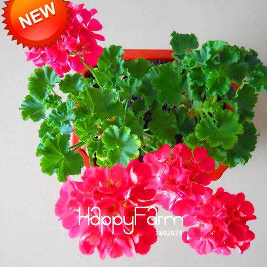 Hot Pink Geranium Seeds - Perennial Pelargonium Peltatum for Indoor & Outdoor Planting