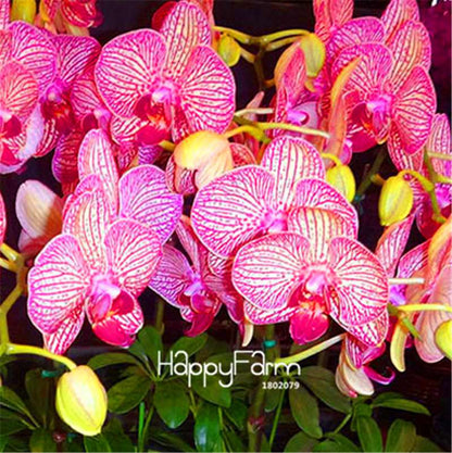 Phalaenopsis Orchid Seeds - Premium Bonsai Flower Seeds for Home & Indoor Garden Planting