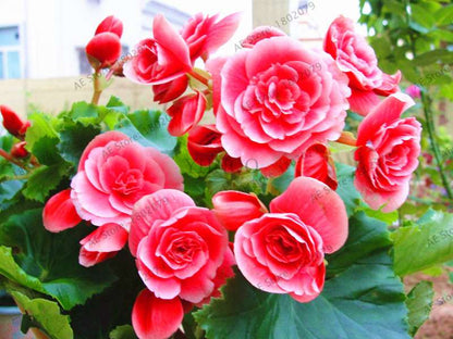 Climbing Gloxinia Seeds - Perennial Sinningia Speciosa Bonsai Flowers for Balcony & Garden Planting